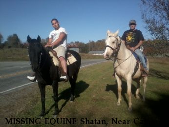 MISSING EQUINE Shatan, Near Cameron , NC, 28326